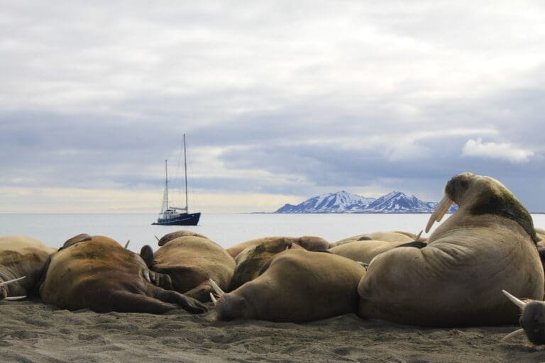 Thumbnail for Yacht Guidelines