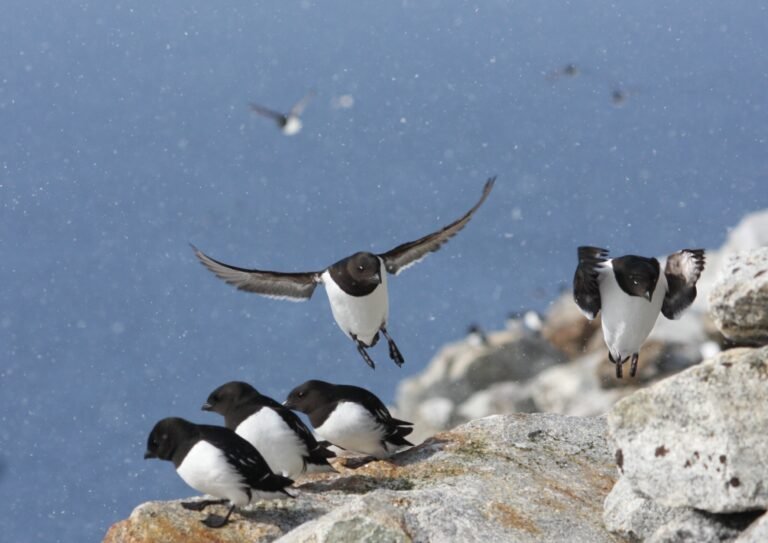 Thumbnail for Birds in the Arctic