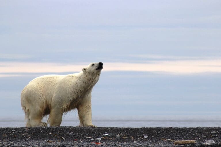 Thumbnail for Polar Bear