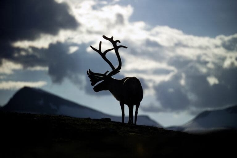 Thumbnail for Reindeer