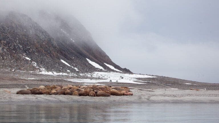 Thumbnail for Isflakbukta