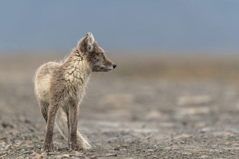 Thumbnail for Arctic Fox