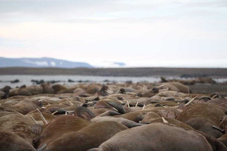 Thumbnail for Walrus