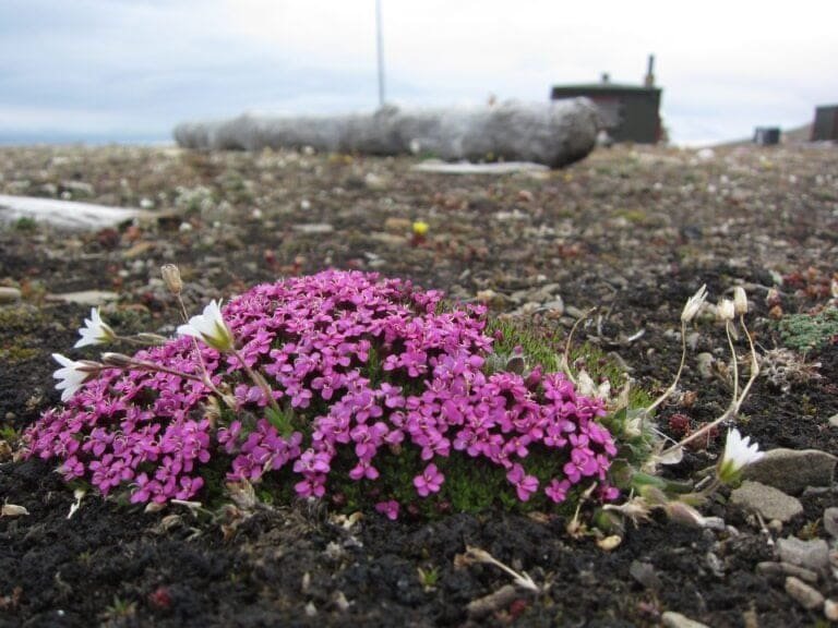 Thumbnail for Vegetation Guidelines