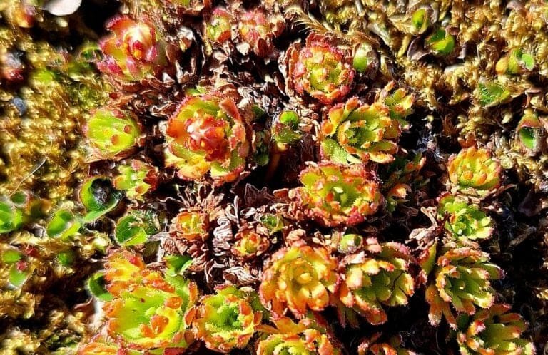 Thumbnail for iNaturalist