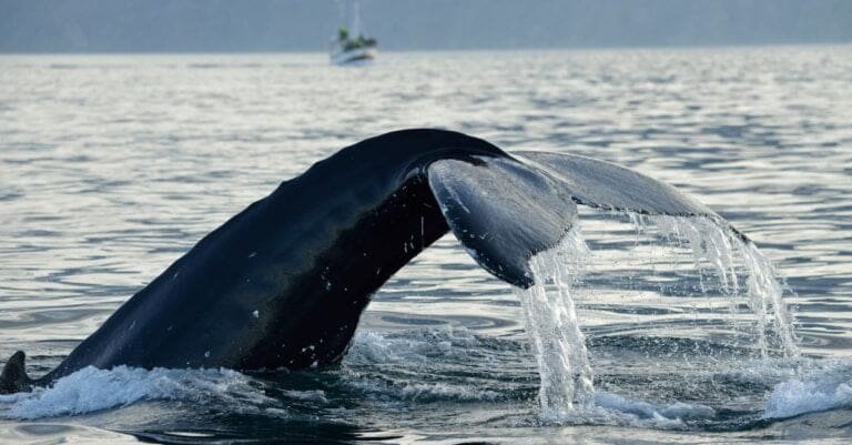 Thumbnail for Happy Whale