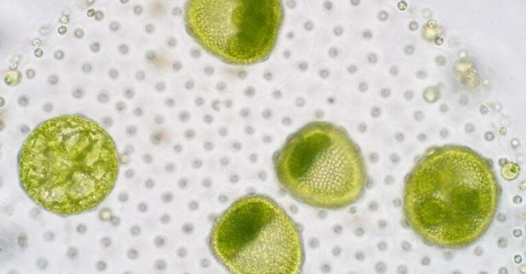 Thumbnail for Secchi Disk