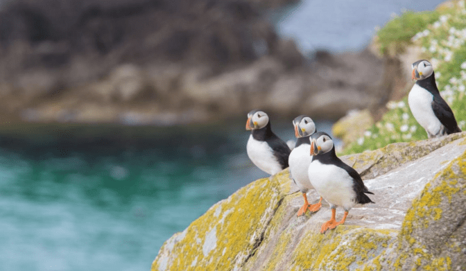 Thumbnail for Environment &amp; Cultural Remains