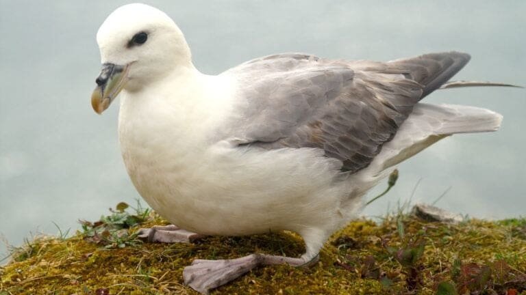 Thumbnail for Seabird Pollution: Geir Wing Gabrielsen