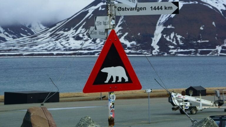 Thumbnail for The Life and Challenges of Polar Bears: Geoff York