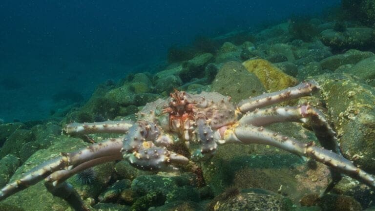 Thumbnail for Marine IAS: Elizabeth Cottier-Cook