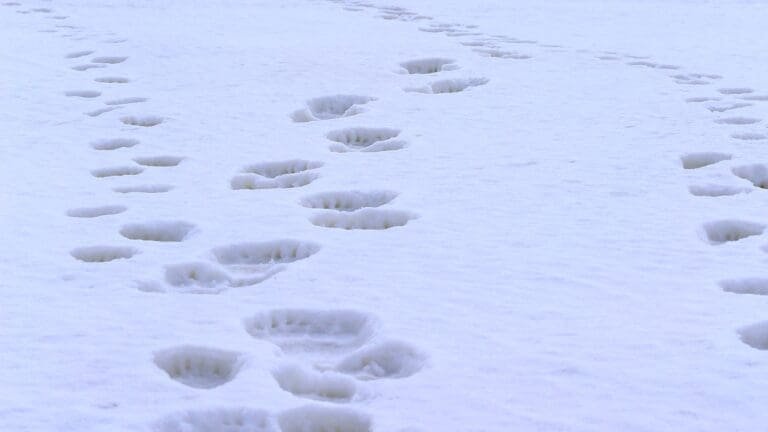 Thumbnail for Handbook for Guides: Polar Bears International